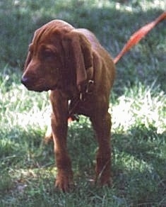 Front view - A Redbone Coonhound puppy is standing in grass looking to the left.