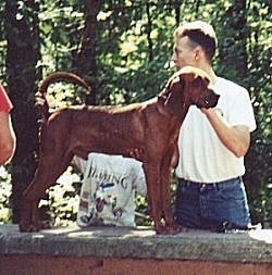 A Redbone Coonhound is being posed in a show stack on a small brick wall, there is a person behind it fixing its posture.