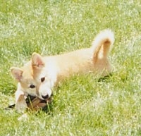 Side view - A tan with white Shiba Inu puppy is laying across a field. Its head is slightly tilted to the left as it chews on a bone.