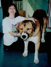 A lady is kneeling next to a brown and black with white Spanish Mastiff dog with arms around it.