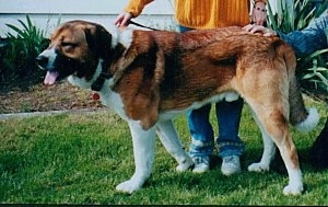 The left side of a red and white with black Spanish Mastiff dog standing across a grass surface, its mouth is open and tongue is out. There are two people around it, one person is touching the dogs backside and the other person is holding its leash.