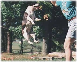 Action shot - The right side of a grey and white Staffordshire Bull Terrier That is jumping in the air. Its mouth is open and it is attmepting to grab something out of the hands of the person in front of him. All of the dog's legs are off of the ground.