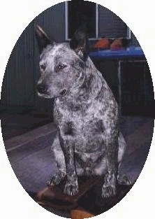 Close up - A black and white Australian Stumpy Tail Cattle Dog sitting on a wooden porch in front of a staircase looking to the left.