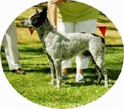 Left Profile - A gray and white with brown Australian Stumpy Tail Cattle Dog standing across a field at a dog show. There is a person standing behind it and they are leaning over to touch its side.