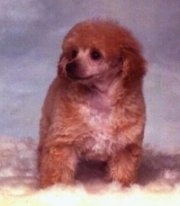 Close up front view - A fluffy reddish-brown with tan Toy Poodle puppy sitting on a sheep skin rug looking to the left.