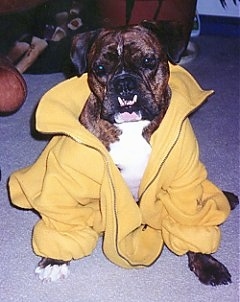 A wide-chested, dark brown brindle with white Valley Bulldog is wearing a yellow jacket, it is sitting on a carpet, it is looking forward and its head is slightly tilted to the right.