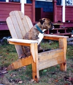The left side of a brindle with white Valley Bulldog that is sitting on a wooden chair and it is looking to the right.
