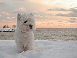 A West Highland White Terrier dog is standing on snow and it is looking to the right. Behind it is a large body of water and a view of a sunset.