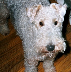 Close up - Top down view of a curly coated, standing grey with tan Wire Fox Terrier that is standing on a hardwood floor and it is looking up. It has small V-shaped ears that fold over to the front.