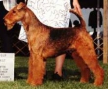 The left side of a brown with black Airedale Terrier posing for judges at a dog show