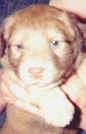 Close up - A Brown with white American Pit Bull Terrier puppy being held in the air.