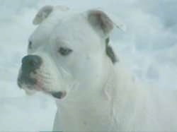 Close Up - The left side of a white American Bulldog that is sitting in snow.