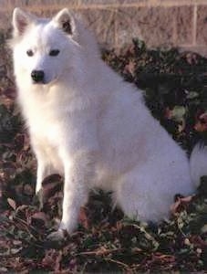 The left side of a white American Eskimo Dog that is sitting in weeds with a brick wall behind it