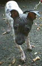 Close up - An American Hairless Terrier walking on a blacktop surface with a leash on