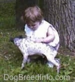 The left side of a white with gray American Hairless Terrier that is being petted by a young child next to a tree