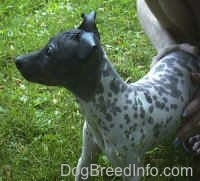 The front left side of a white with gray American Hairless Terrier that is standing on grass being held back by a person and it is looking to the left.