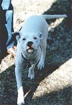 A white American Pit Bull Terrier is walking down a sidewalk and it is looking up. There is a person standing to the left of it.