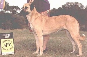 The left side of a tan Anatolian Shepherd that is standing on a lawn with a person standing behind it.