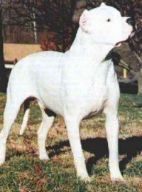 A Dogo Argentino is standing outside and looking to the right. There are trees behind it
