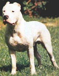 Dogo+argentino+puppies+for+sale+in+california