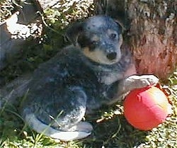 The back right side of an Australian Cattle Dog puppy that is laying under the shade of a tree with a red toy ball