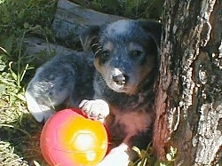 The right side of an Australian Cattle Dog puppy that is laying against a tree with its paw on a red toy ball