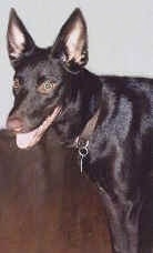 The front left side of a black Australian Kelpie that is standing across a hardwood floor with its mouth open and tongue out.