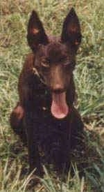 A black Australian Kelpie has its mouth open and its tongue out. It is sitting in grass and its head is lowered.