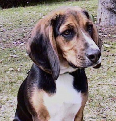 Close Up - The front right side of a brown, black and white Beagle that is sitting outside in grass and it is looking to the right.