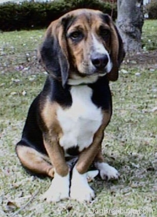 A tri-color Beagle is sitting outside in front of a slender tree. The dogs legs are bowed inwards.