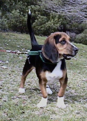 The front right side of a tri-color Beagle that is standing on a hill and it is looking off to the left. His front legs are bowed inward and his tail is up in the air.