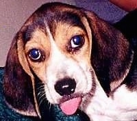 Close Up - Dr. Evil as a puppy with his tongue out