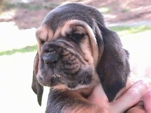 Close Up - Bloodhound Puppy being held in the aire