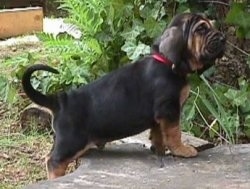 Left Profile - Bloodhound puppy with its front paws on a tree stump