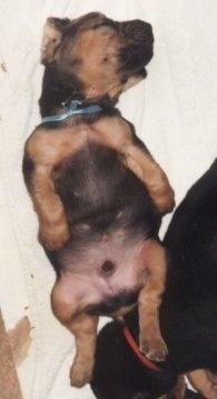 Bloodhound Puppy sleeping belly-up on his back
