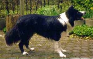 Border Collie Puppy Dogs