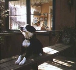 Patty the Border Collie laying on a bench outside in front of a window