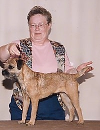 Border Terrier being stacked by a lady