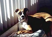 Callie the Boxer laying on the back part of a couch next to a window with sun shining in and looking at the camera holder