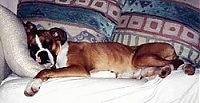 Callie the Boxer sleeping on a couch