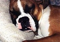 Close Up head shot - Callie the Boxer sleeping