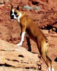 A Boxer climbing on a rock with its mouth open and tongue out