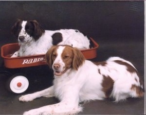 One Brittany in a Radio Flyer wagon and another Brittany dog laying next to it