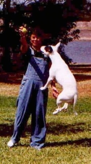 Tora the Bull Terrier is a few feet in the air attempting to grab a tennis ball out of a ladies hand