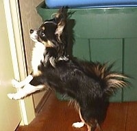 Peanut the long haired Chihuahua is standing up against a wall and on a hardwood floor