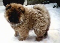 Khan the Chow Chow as a puppy is standing in and covered in snow. he is looking towards the camera
