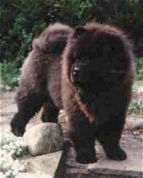 Chang the Chow Chow is standing outside on a stone surface