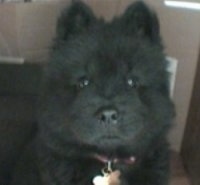 Close Up head shot - Nux the black Chow Chow puppy is sitting in a room in front of a couch