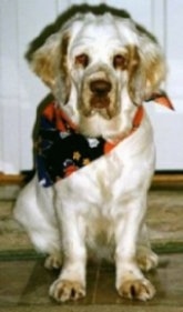 Maui the Clumber Spaniel is wearing a bandana and sitting on a floor in front of a cabinent