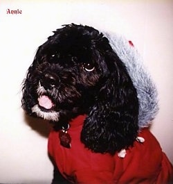 Close Up - Annie the black Cockapoo is wearing a red coat and a santa hat. The words - Annie - are small in the top corner of the image